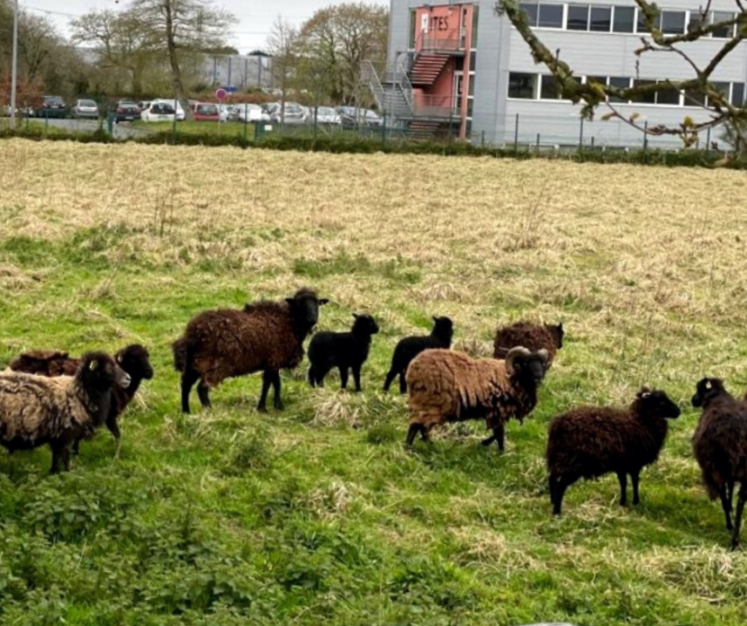 Photo du troupeau de moutons qui paissent devant le bâtiment Kiclos Concept, à Guivapas